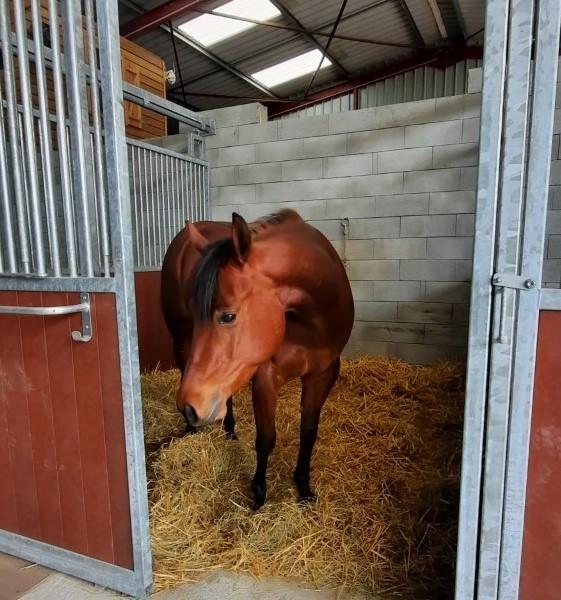 Cheval en box et paddock