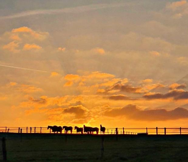 chevaux en pension