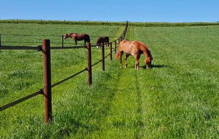 Quel type de pension est la plus adapté à son cheval? chez Valley in Stones en Picardie