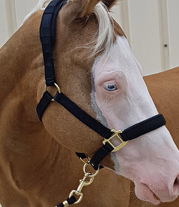 Vente chevaux